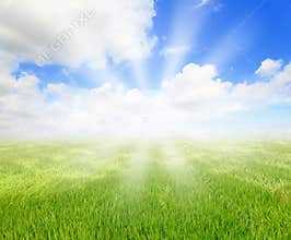 Green grass with blue sky and beautiful sunshine