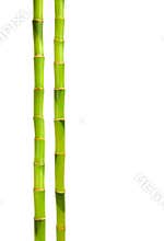 Bamboo isolated on white
