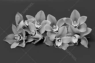 Charming cymbidium orchids in monochrome