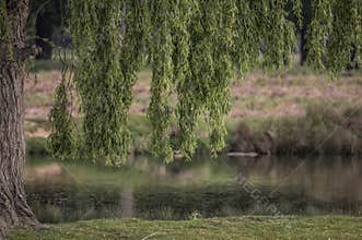Overhanging willow tree