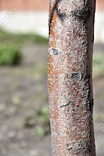 Apple tree trunk and bark in the garden in spring
