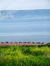 Sea of Galilee