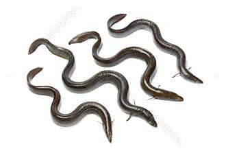 Fresh European eel