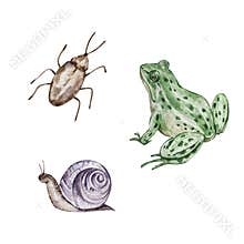 Watercolor set of garden animals and insects