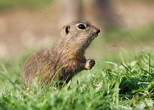 European ground squirrel eat on green meadow, Spermophilus citellus
