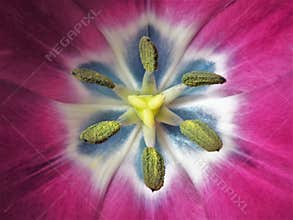 Close Up of Tulip Flower Stamen and Pistil