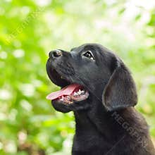 Black labrador retriever puppy in the yard