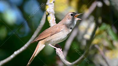 Common nightingale Luscinia megarhynchos singing