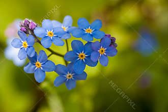 Forget me not is a genus of herbaceous plants of the Borage family (Boraginaceae
