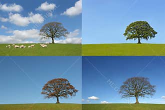 The Four Seasons