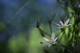 White flowers of Ornithogalum umbellatum or Star of Bethlehem