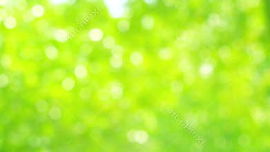 Loop beautiful blurry green vibrant bokeh nature background