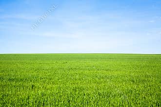 Empty Grass Field
