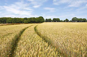 Field of wheat