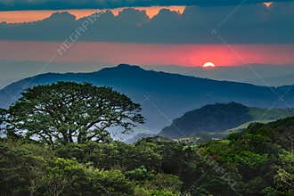 Amazon rain forest in a perfect and lovely sunny day
