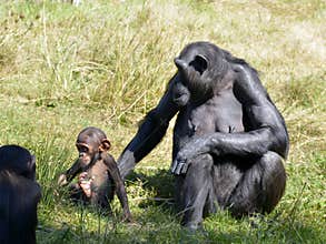 Chimpanzees with her baby sitting on grass