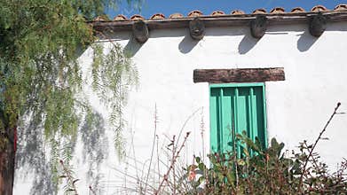 Succulent plant, cactus by white wall with green wooden window, mexican garden.