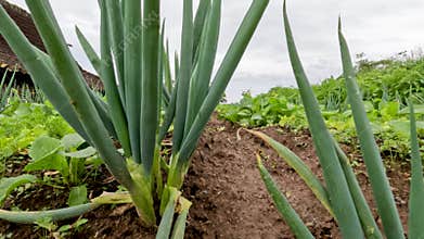 The leek plant is quite large, ready to be consumed for vegetables or fresh vegetables
