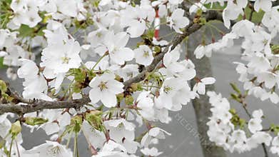 Star Magnolia, Magnolia stellata flower in the wind and the beginning of the second winter specific to June