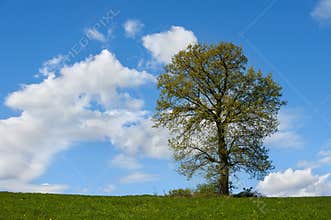 Single tree on a green field.