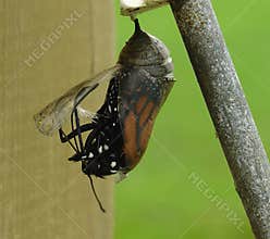 Monarch Butterfly Hatching