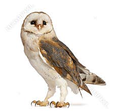 Barn Owl, Tyto alba, standing