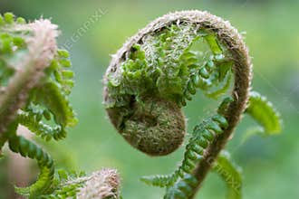 Male fern, male thyme. Dryopteris filix mas