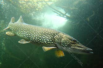 The Pike (Esox Lucius).