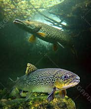 The Brown Trout and a big Northern Pike.