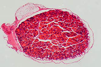 Science medical anthropotomy thyroid gland