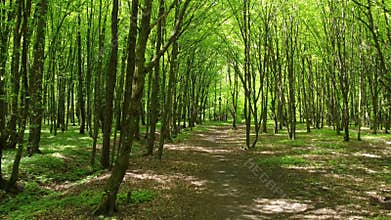 View from the copter on the path in the park. Drone flight through beautiful spring forest