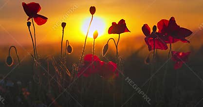 Sunset over green meadow. Summer wheat field and blooming red poppies flowers