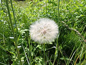 Dandelion