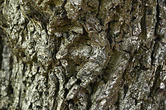 English walnut Juglans regia   2
