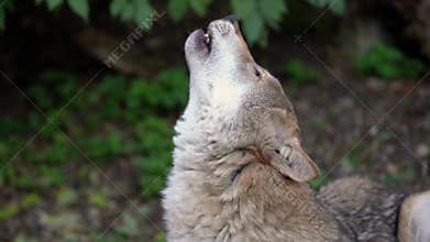 Wolf howling. Wolf in captivity in Zoo howling