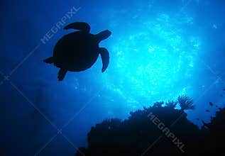 Silhouette turtle,great barrier reef,australia