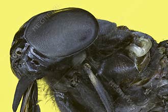 Extreme macro insect fly
