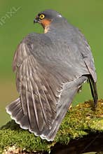 Sparrowhawk (Accipiter nisus)