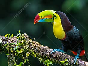 Bird with open bill, Chesnut-mandibled Toucan sitting on the branch in tropical rain with green jungle in background.