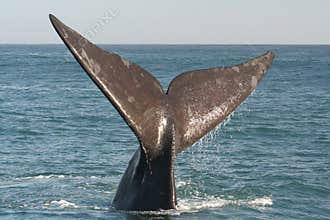 Southern right whale tail
