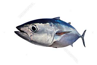 Tuna isolated on white background