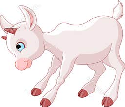 Little Baby Goat