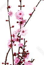 Blooming Cherry Blossoms