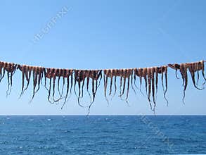 Octopuses on the String