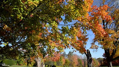 Autumn leaf colour with cinematography panning action
