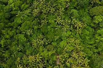 Top down overhead aerial birds eye view of tropical rainforest palm tree canopies in the lush green jungle