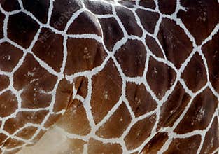 Patterns on a Giraffe