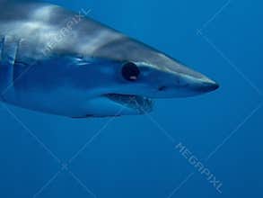 Mako Shark Isurus oxyrinchus