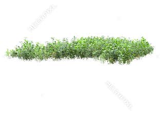 Green surface covered with wild grass and shrubs