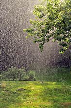 Summer Rain